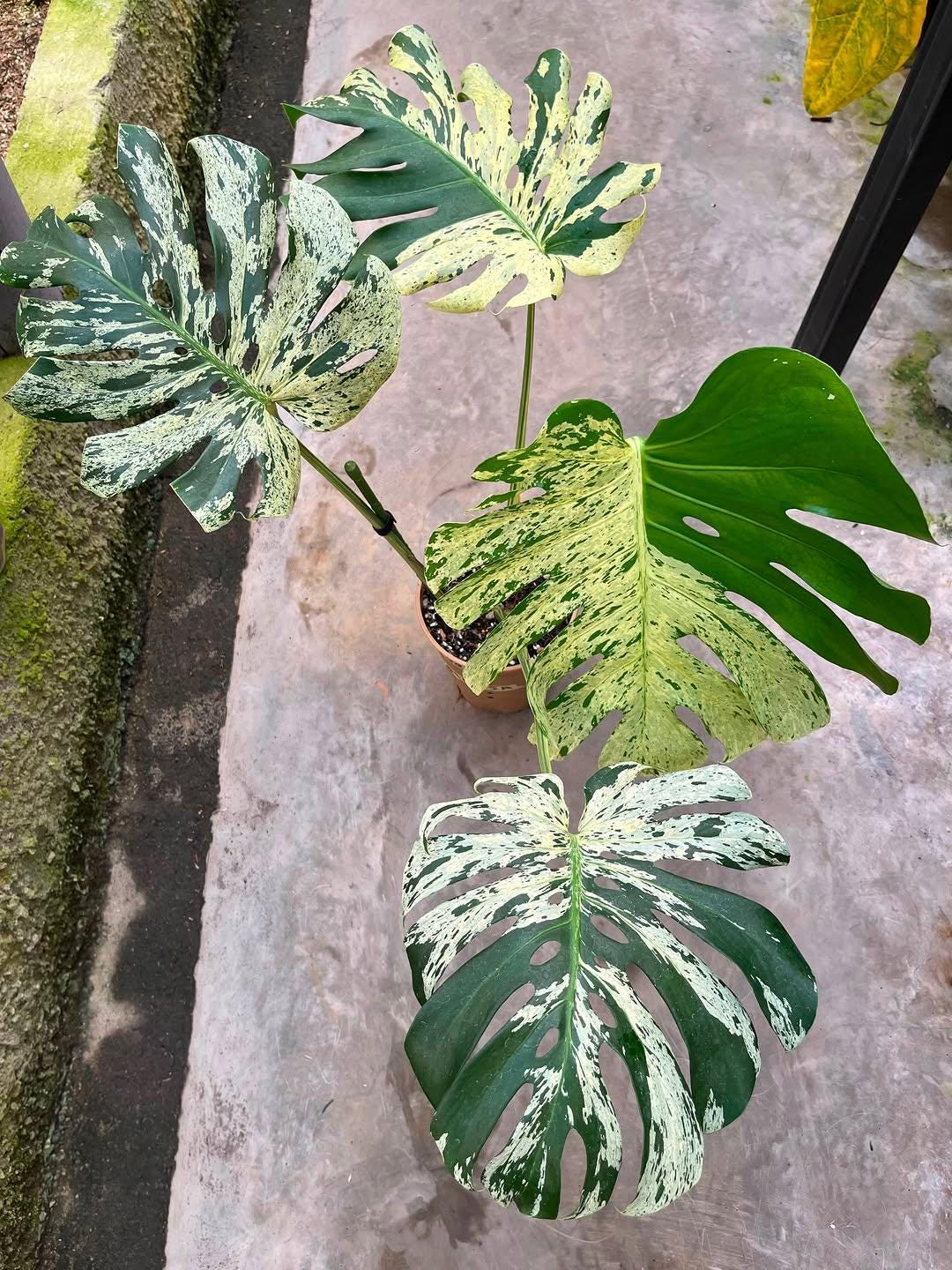 Monstera bulbasaur tissue culture - Etsy 日本