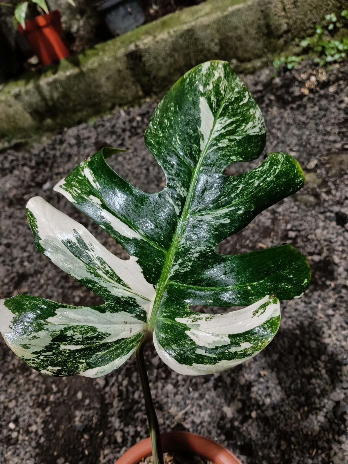 Monstera Oceana - Etsy