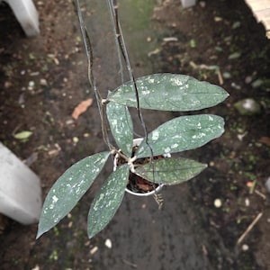 May include: A hanging Hoya plant with long, green leaves speckled with white. The plant is in a small white pot and suspended by thin, dark brown strings. The background is a blurred view of a garden setting.