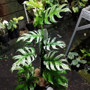 以下が含まれることがあります： 白い斑入りの大きな緑色の葉を持つ、鉢植えのモンステラ植物。植物は背が高く直立した茎を持ち、他の鉢植えの植物に囲まれています。葉は独特の、割れた形をしています。