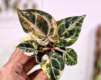 Anthurium Red Crystallinum X SKG Silver – Hybrid Velvet Leaf Aroid