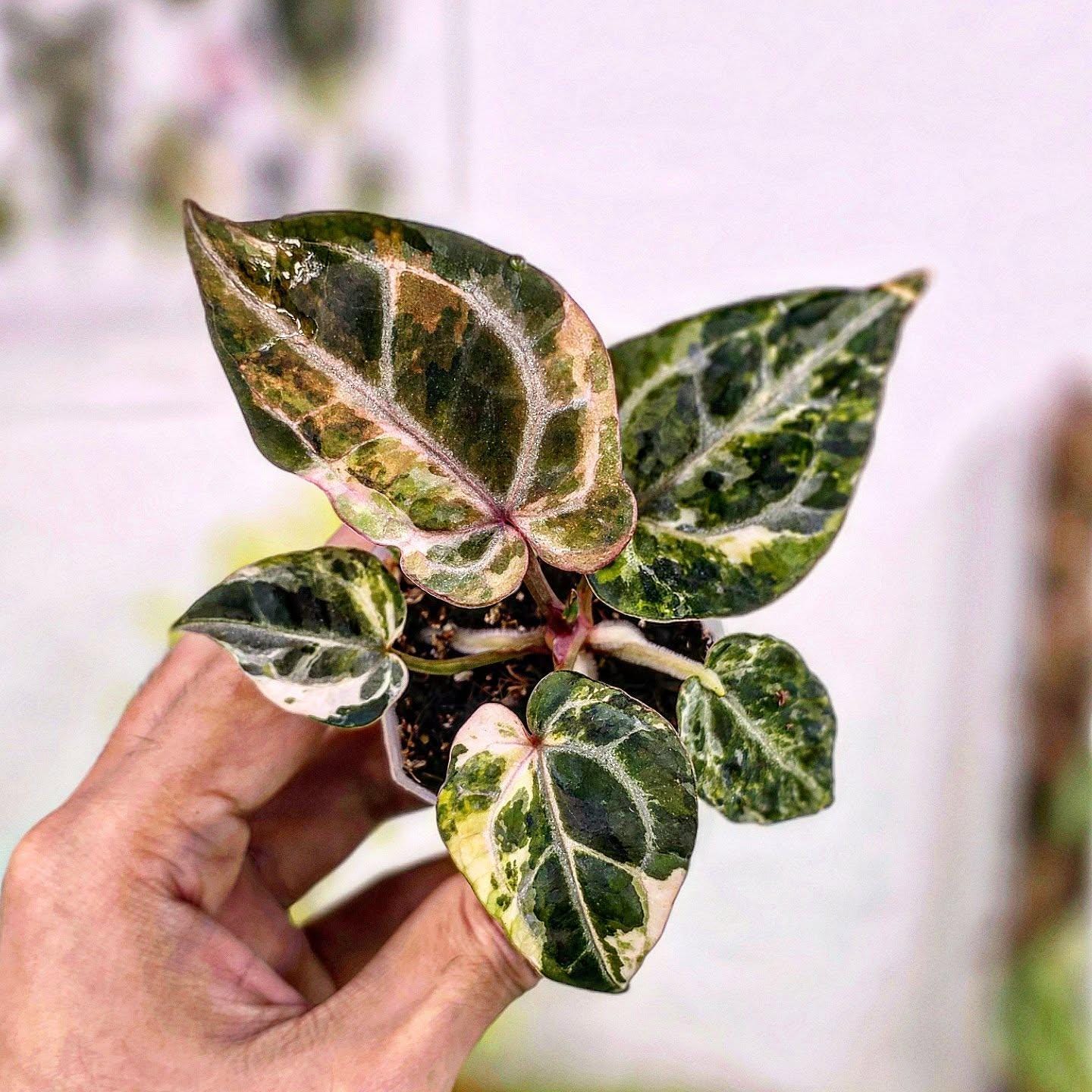 anthurium ace of spades