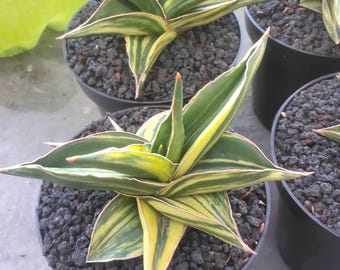 Sansevieria Samurai Enana 1 planta variegada (foto real)