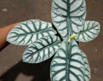 Alocasia Heterophylla (Dragons Breath) : Indoor Plants - Easy Care