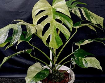 Monstera Brazilian Jungle mint grande in realtà