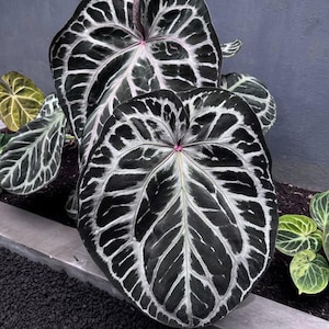 May include: Close-up of an Anthurium crystallinum plant. The large, heart-shaped leaves are a deep green with striking white veining. The plant has a lush, tropical appearance. Smaller leaves are also visible, adding to the plant's overall appeal.