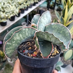 Sansevieria Dragon Wing - Etsy
