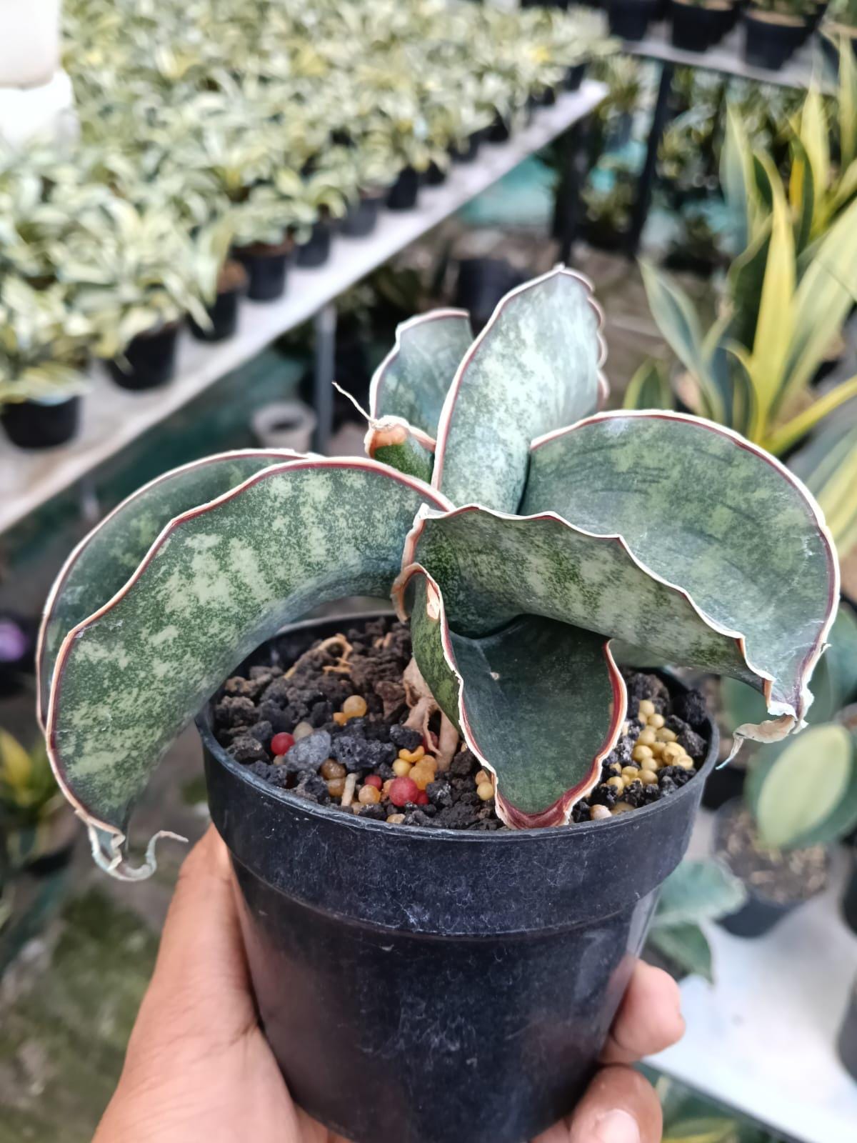 Sansevieria Dragon Wing - Etsy