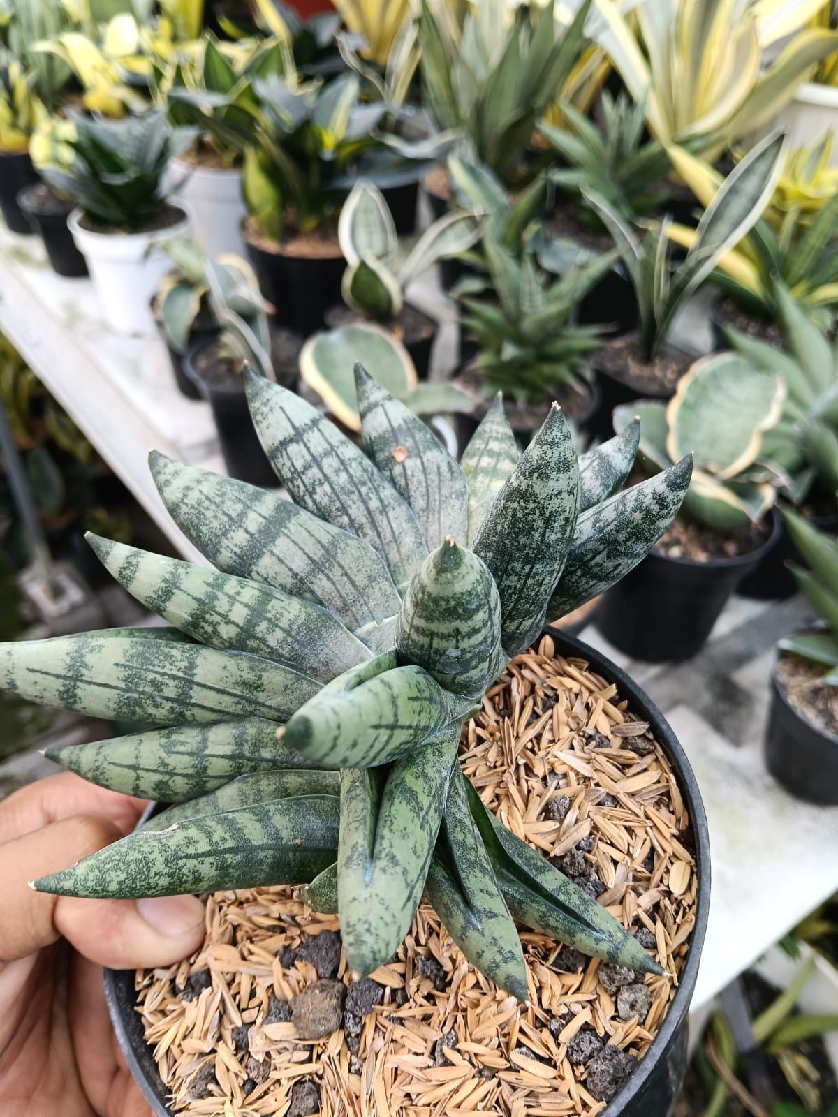 Sansevieria Johannesburg Variegated - Etsy Singapore