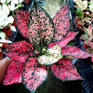 Aglaonema Ruby rosa smaragd riktig bild