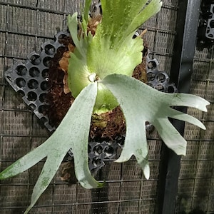 Willinckii wild Java beauty real picture