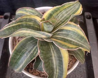 Vaso de Sansevieria masoniana exuberante e variegada (foto real)