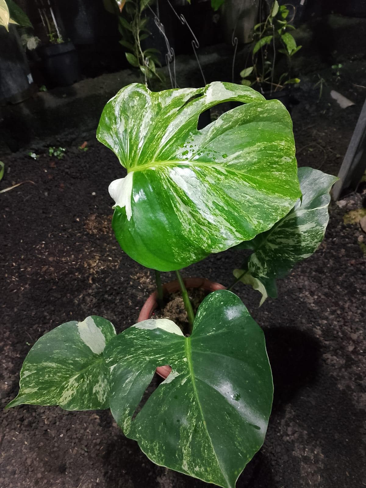 Monstera Oceana - Etsy