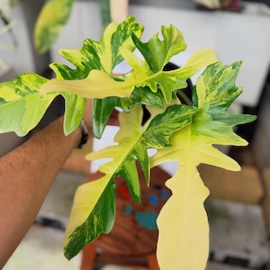 Philodendron Narrow - Etsy