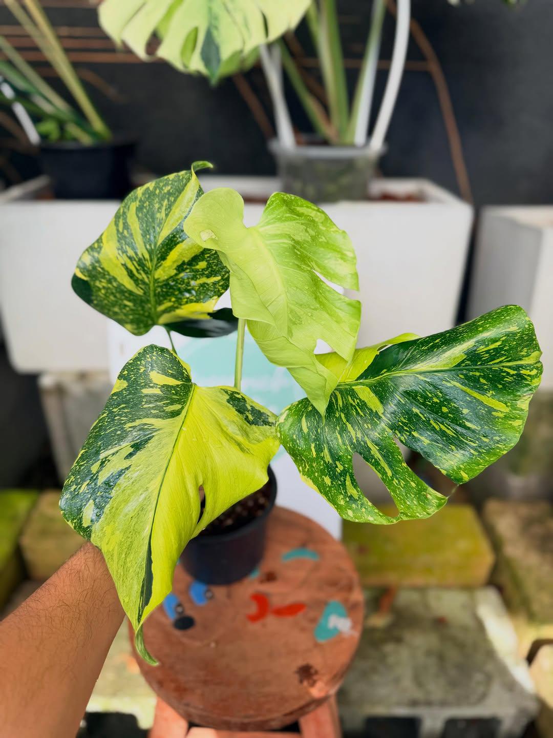 Monstera electro light - Etsy 日本