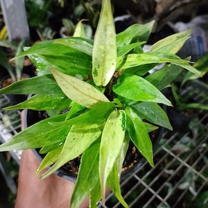 ANTHURIUM Hookeri krikil kintil variegated Unique mini real plant