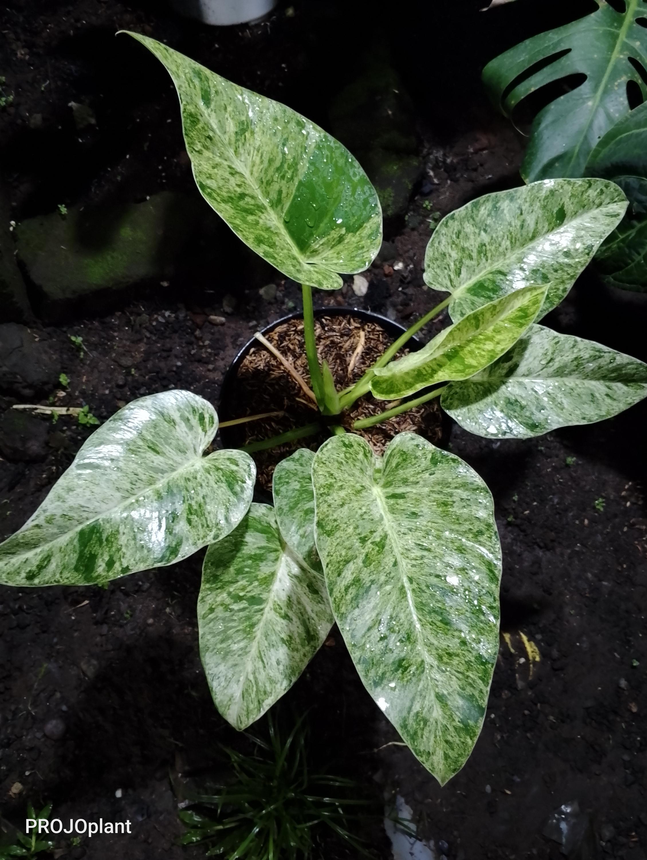 Variegated philodendron giganteum - Etsy 日本
