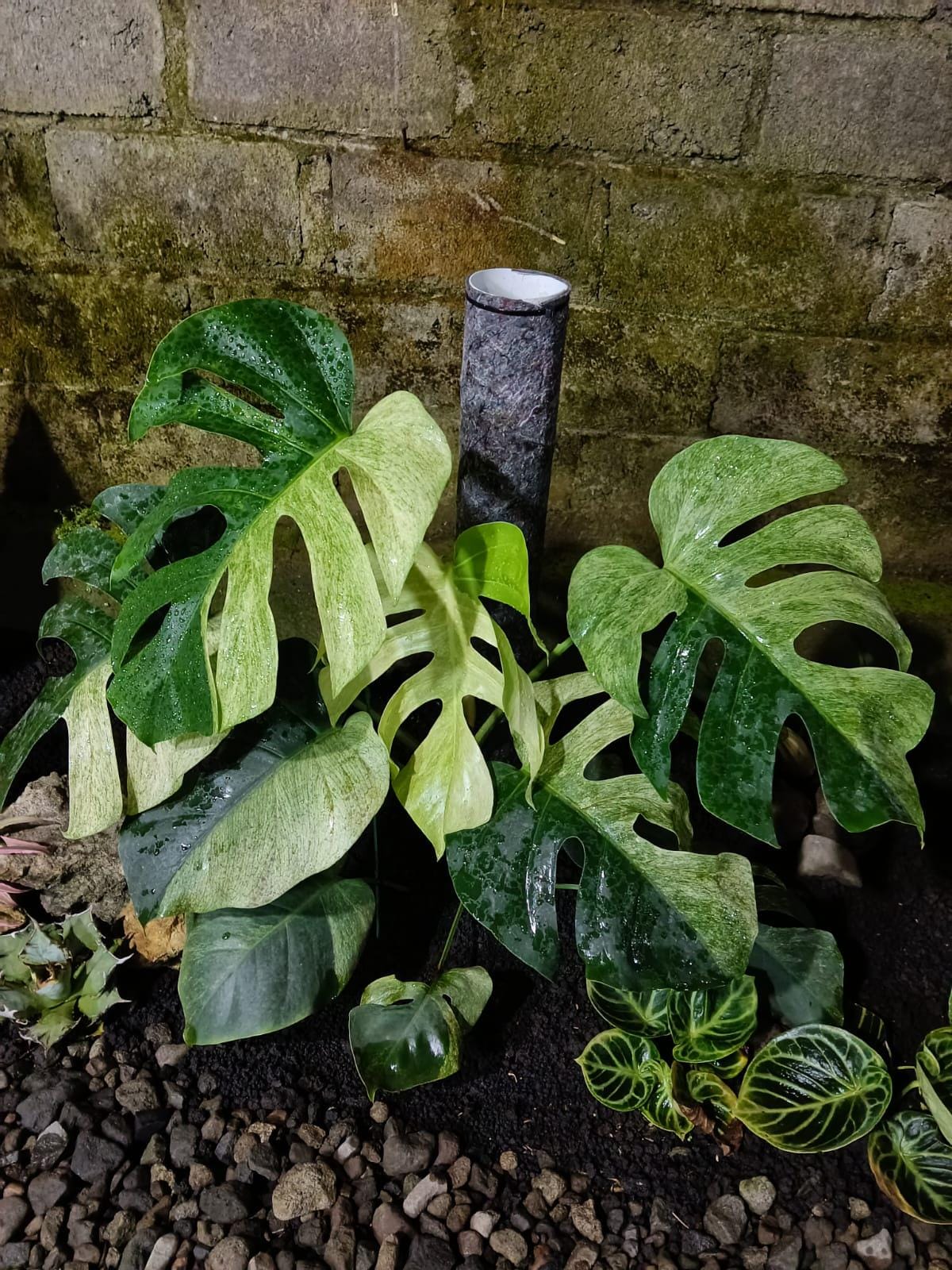 Monstera mint noid jungle mint - Etsy 日本
