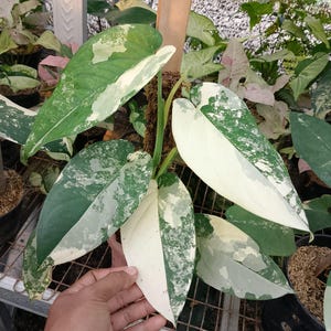 May include: Close-up of a variegated plant with large, heart-shaped leaves. The leaves display a striking pattern of green and white, with some areas heavily speckled. The plant is held by a hand, showcasing its size and detail. Other plants are visible in the background.