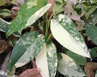 Syngonium Chiapense white Tiger variegated real mature
