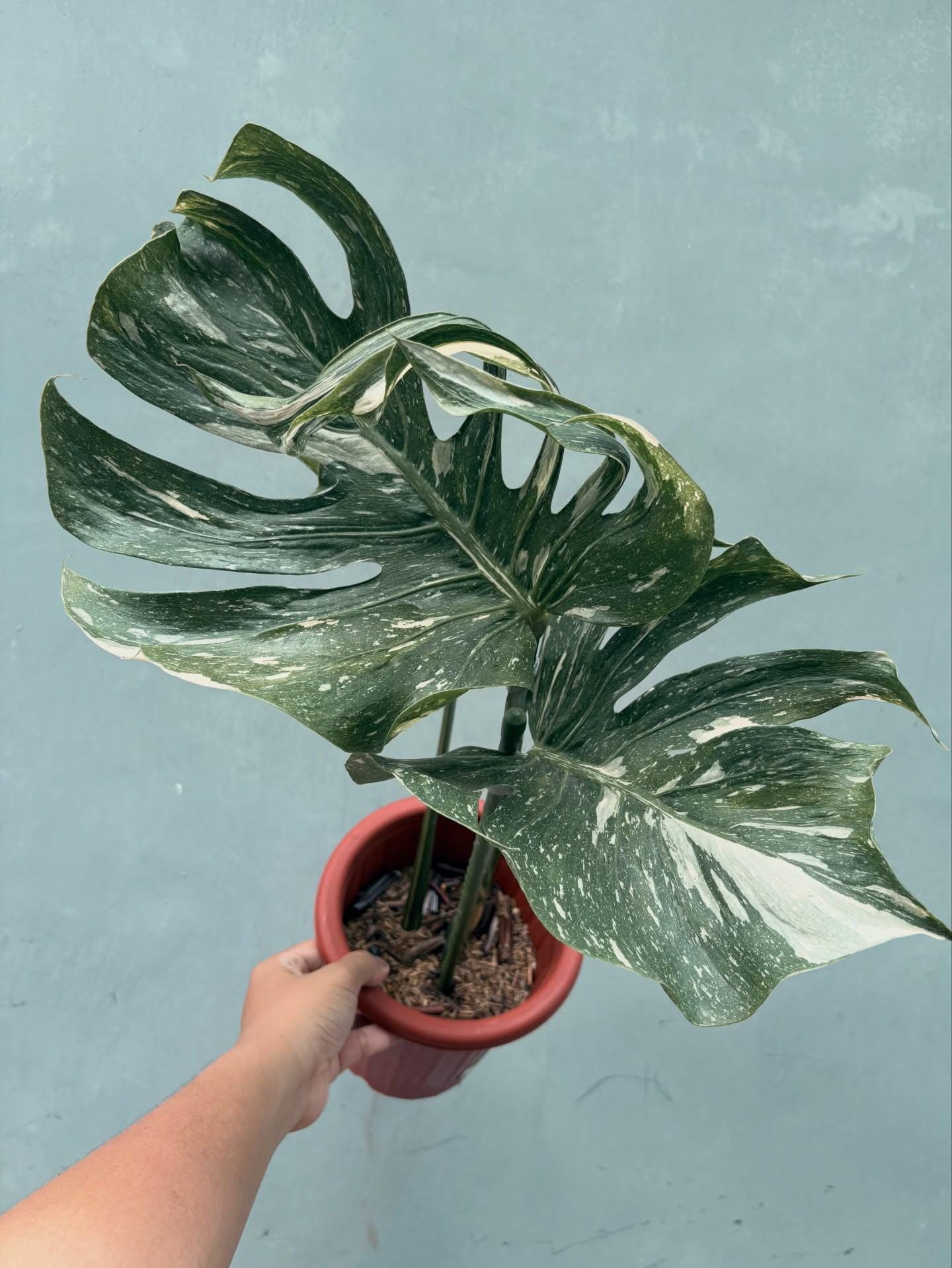 Monstera Mutation - Etsy