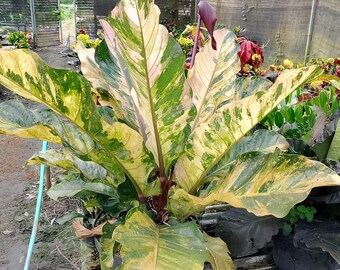 Anthurium Hookeri rosa diamante, gran tamaño, variegado, foto real