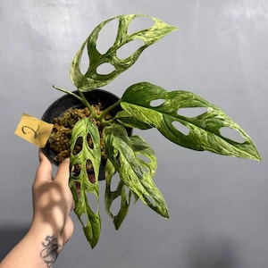 May include: A potted Monstera Adansonii plant, also known as the Swiss cheese plant, with vibrant green and yellow variegated leaves. The plant is in a black pot and has a small yellow tag with the number 2.