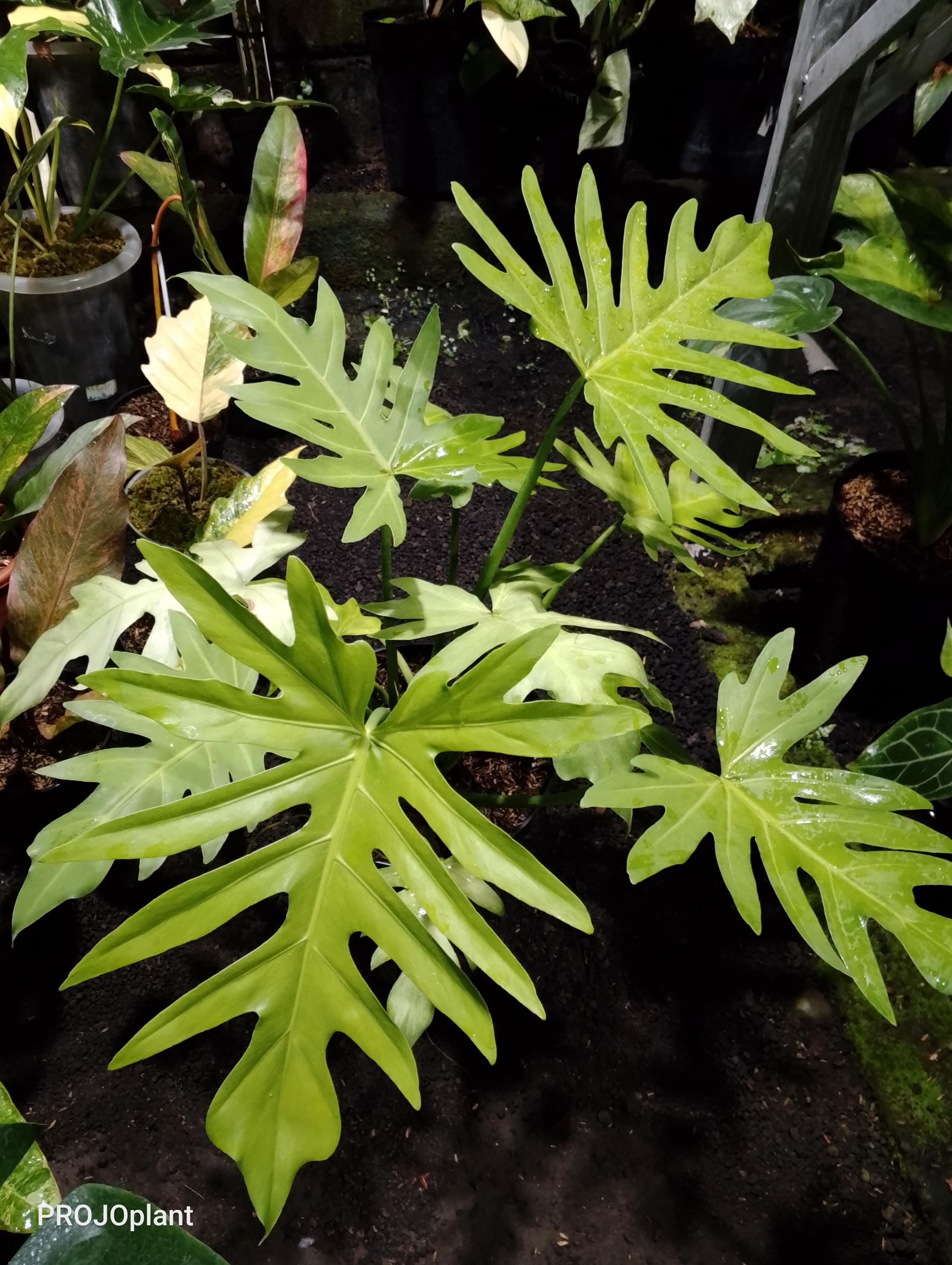 best smart plant sensor Plant & Flower Smart Sensors
