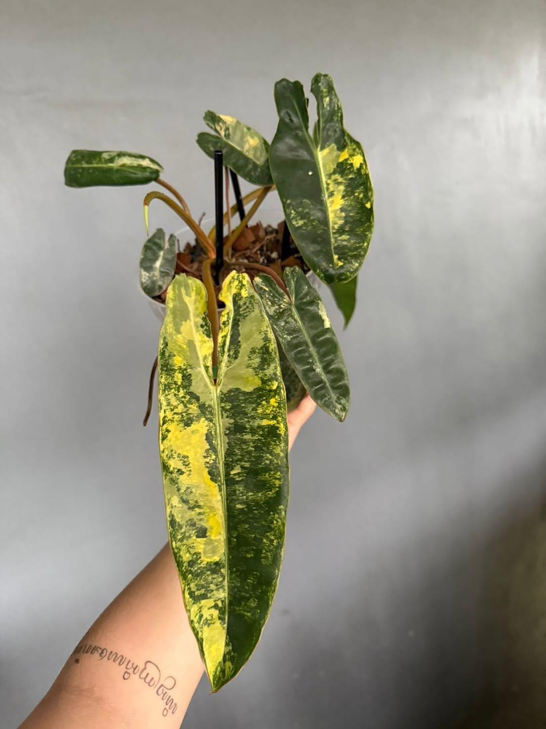 Philodendron billietiae variegated - Etsy 日本