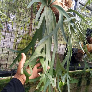 Platycerium willinckii Buffalo horns large real picture