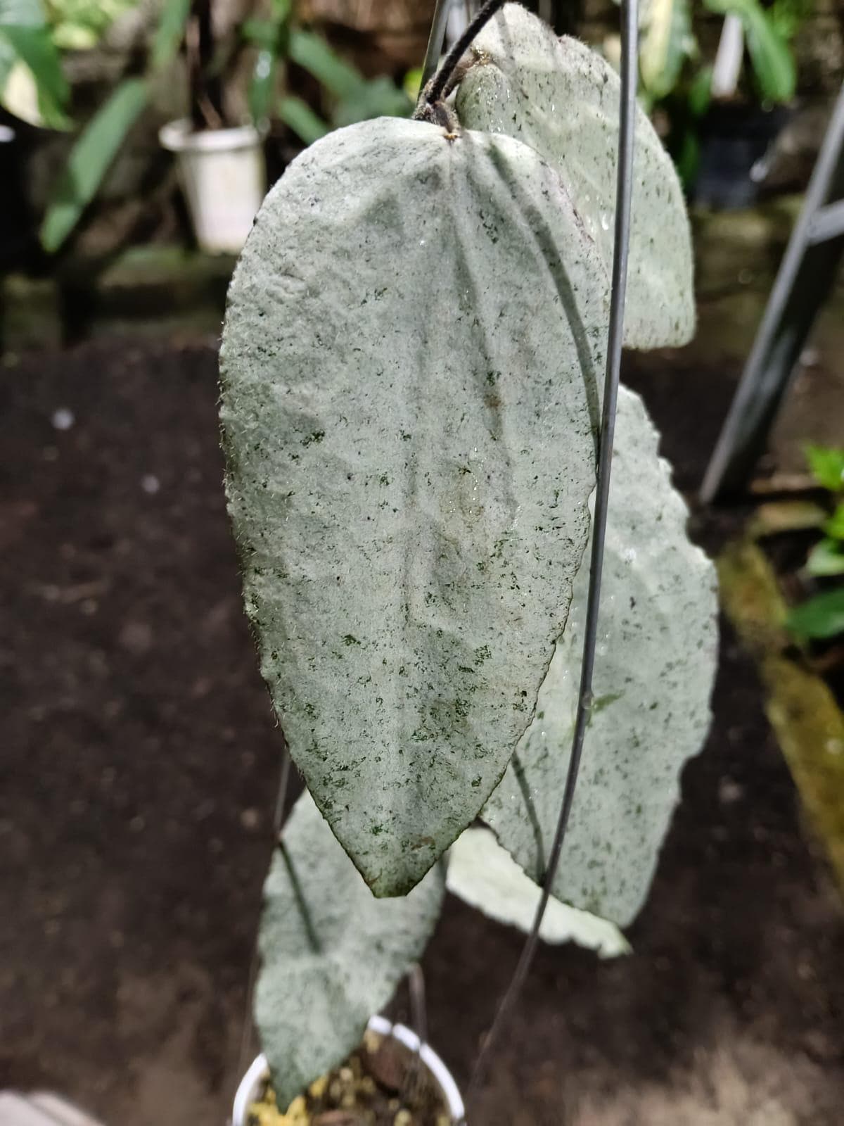 Hoya mathilde silver - Etsy 日本