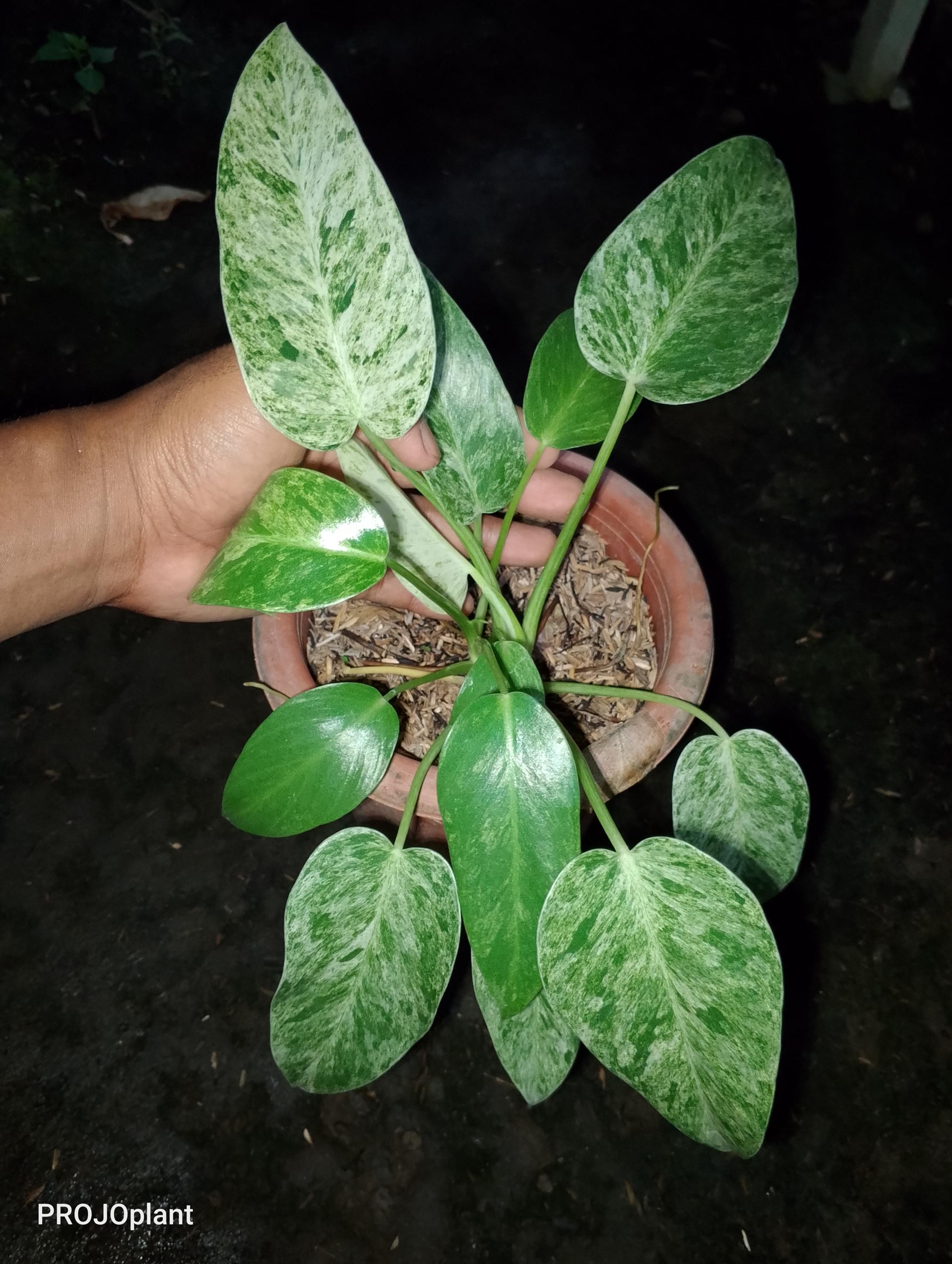 Variegated philodendron giganteum - Etsy 日本