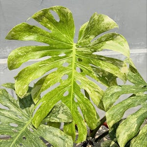 Monstera green snow - Etsy 日本