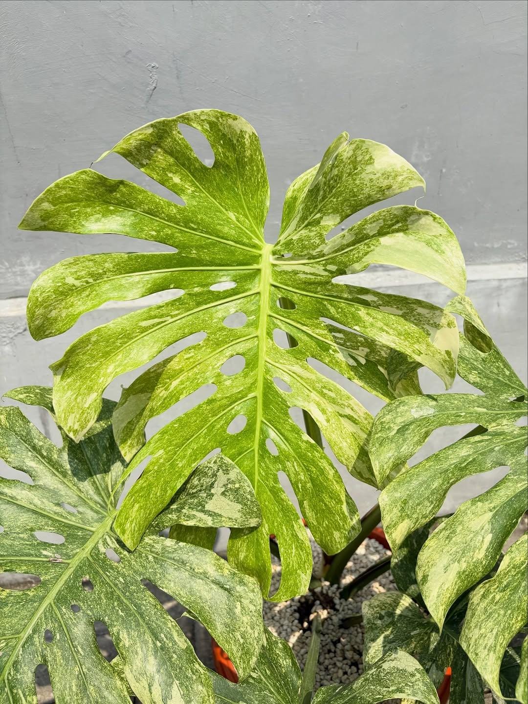 Monstera green snow - Etsy 日本
