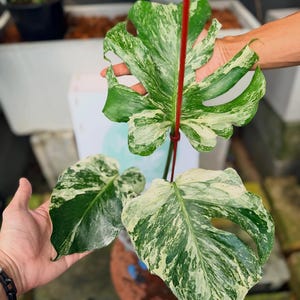 Monstera Oceana - Etsy