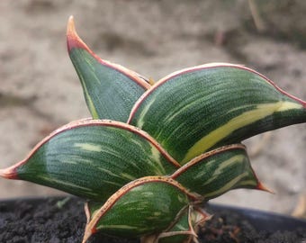 Sansevieria Rorida Dragon variegated, echte foto, klein formaat