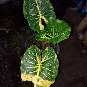 Alocasia new guinea gold - Etsy 日本