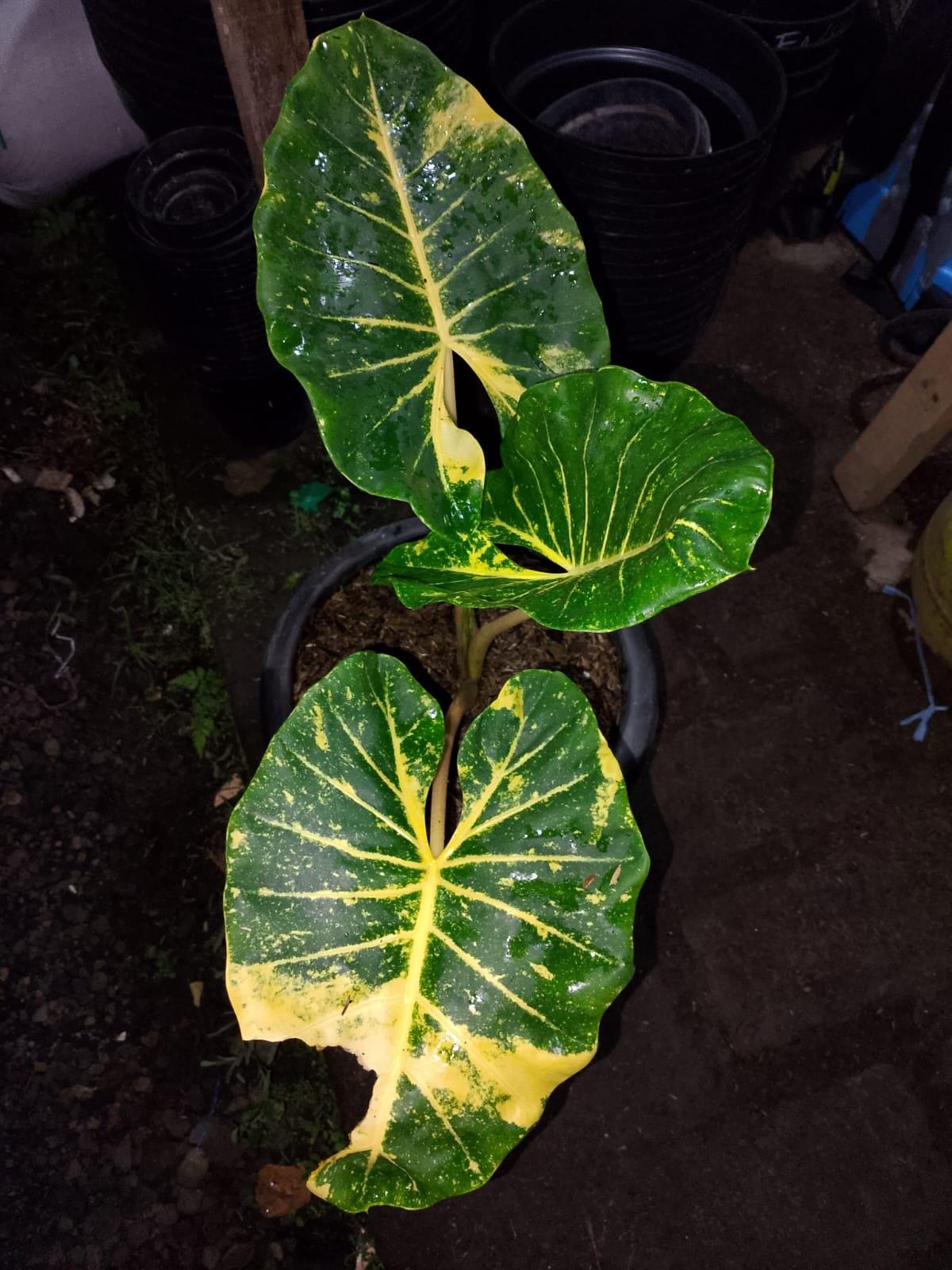 Alocasia new guinea gold - Etsy 日本