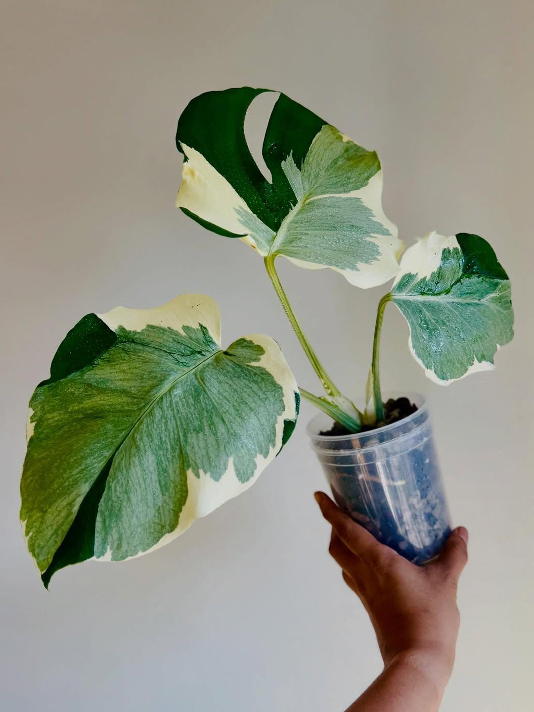 Monstera Casper Variegated Tissue Culture Hybrid Plants - Etsy