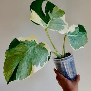 Monstera Casper brokiga vävnadskulturhybridväxter