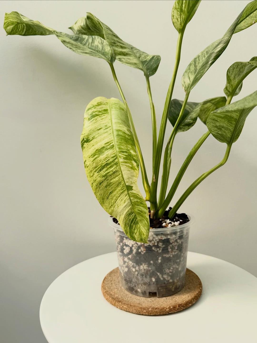 Epipremnum giganteum variegated - Etsy 日本