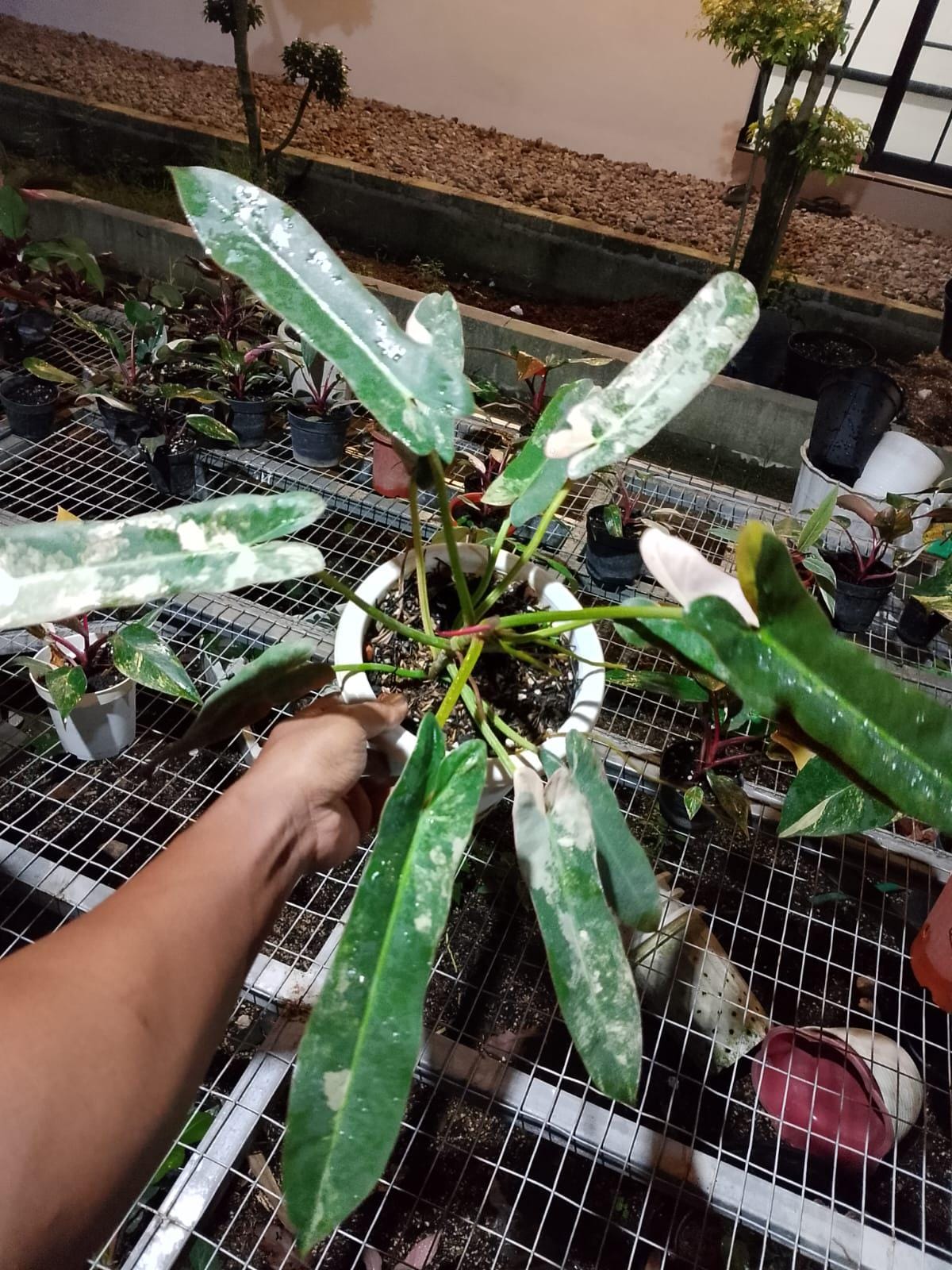 Philodendron atabapoense - Etsy 日本