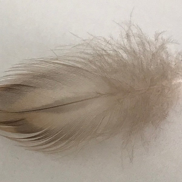 Cruelty Free Feathers Etsy UK