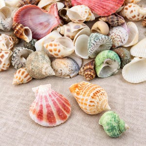 May include: A collection of various seashells in diverse shapes, sizes, and colors, including spiral, fan-shaped, and cone-shaped varieties. The shells feature patterns in shades of pink, orange, brown, green, white, and cream, scattered together.