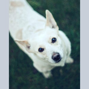 Puede incluir: Un perro blanco con marcas marrones, mirando hacia arriba. El perro tiene ojos oscuros y una nariz negra. Las palabras "Pet Log" están en la parte superior de la imagen. El fondo es un verde borroso.