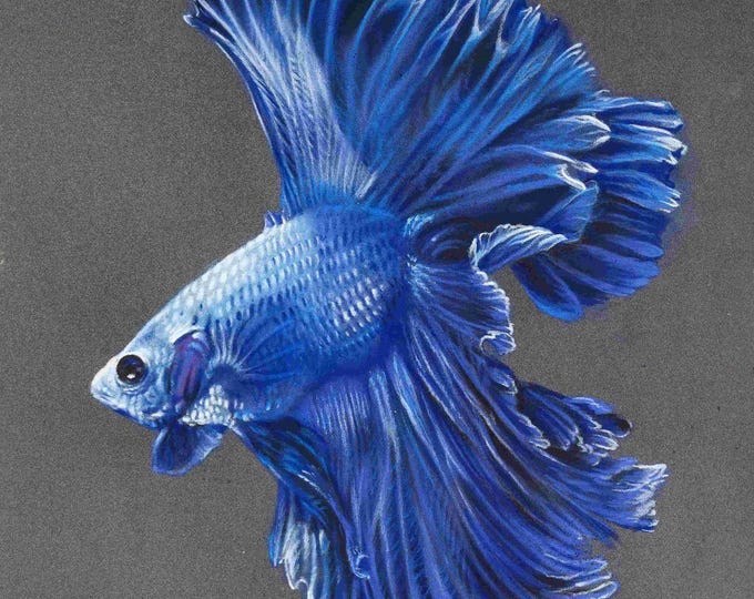 Blue Betta Fish, Giclée Print, Sure Color on Hahnemühle Cotton Paper