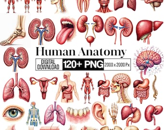 120+ Anatomy Clipart PNG Bundle, Human Body Organs Illustration, Medical Science Graphics, Skeleton Brain Heart Elements, Digital Download
