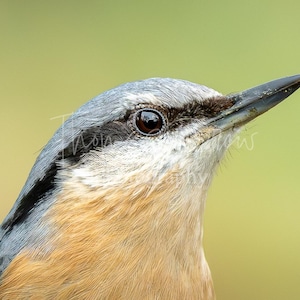 May include: A detailed close-up of a bird's head, featuring a grey and black head, a sharp black beak, and a light brown chest. The background is a soft, blurred green, providing a natural setting.