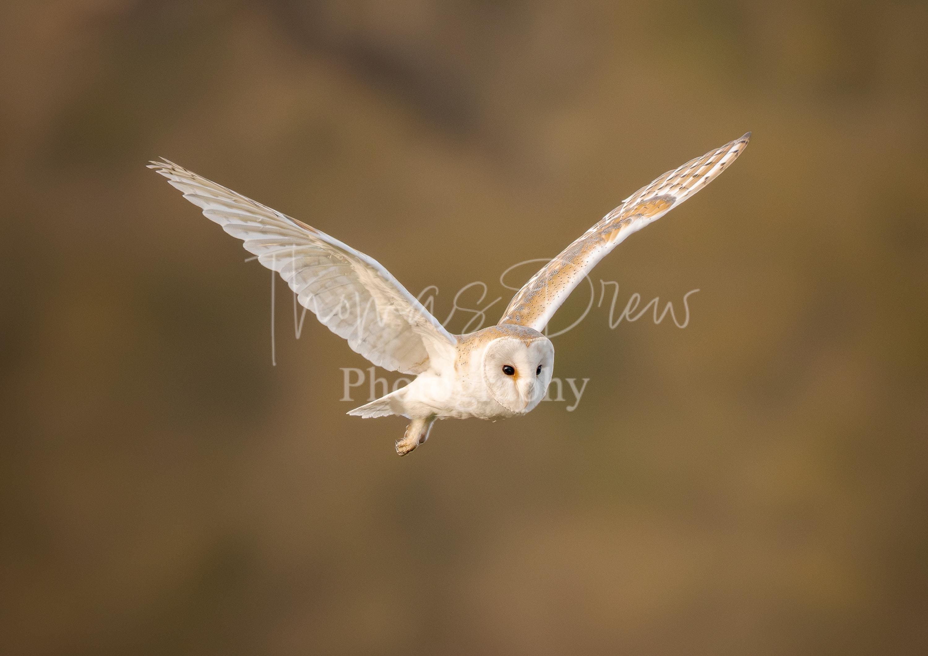 Barn Owl in Flight Wildlife Photography Digital Download Image