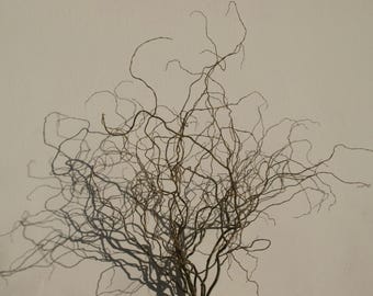 6-8 branches of knorkel willow (Easter shrub), freshly cut, 50-80 cm